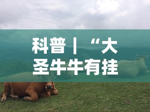 科普｜“大圣牛牛有挂吗	”开挂方法